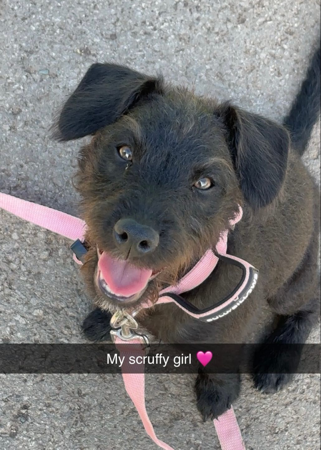Customer photo review of 2.5cm Combat® Collar | With Handle & Rated Clip - Pink