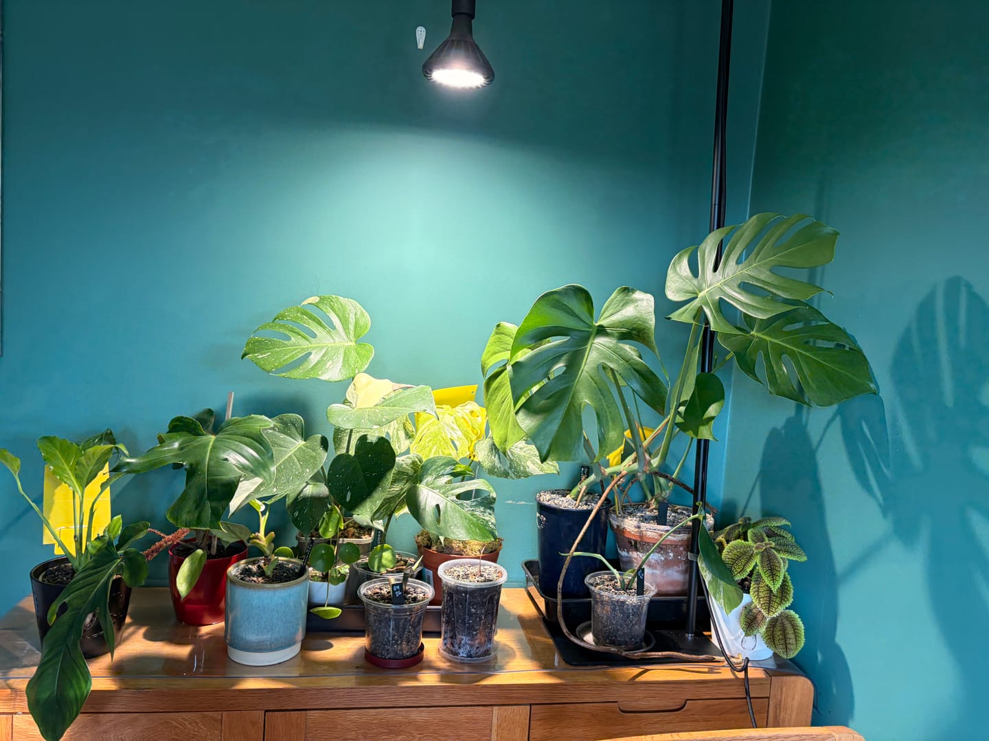 Customer photo review of Pianta 30 Grow Light and Enna Ceiling Pendant Bundle