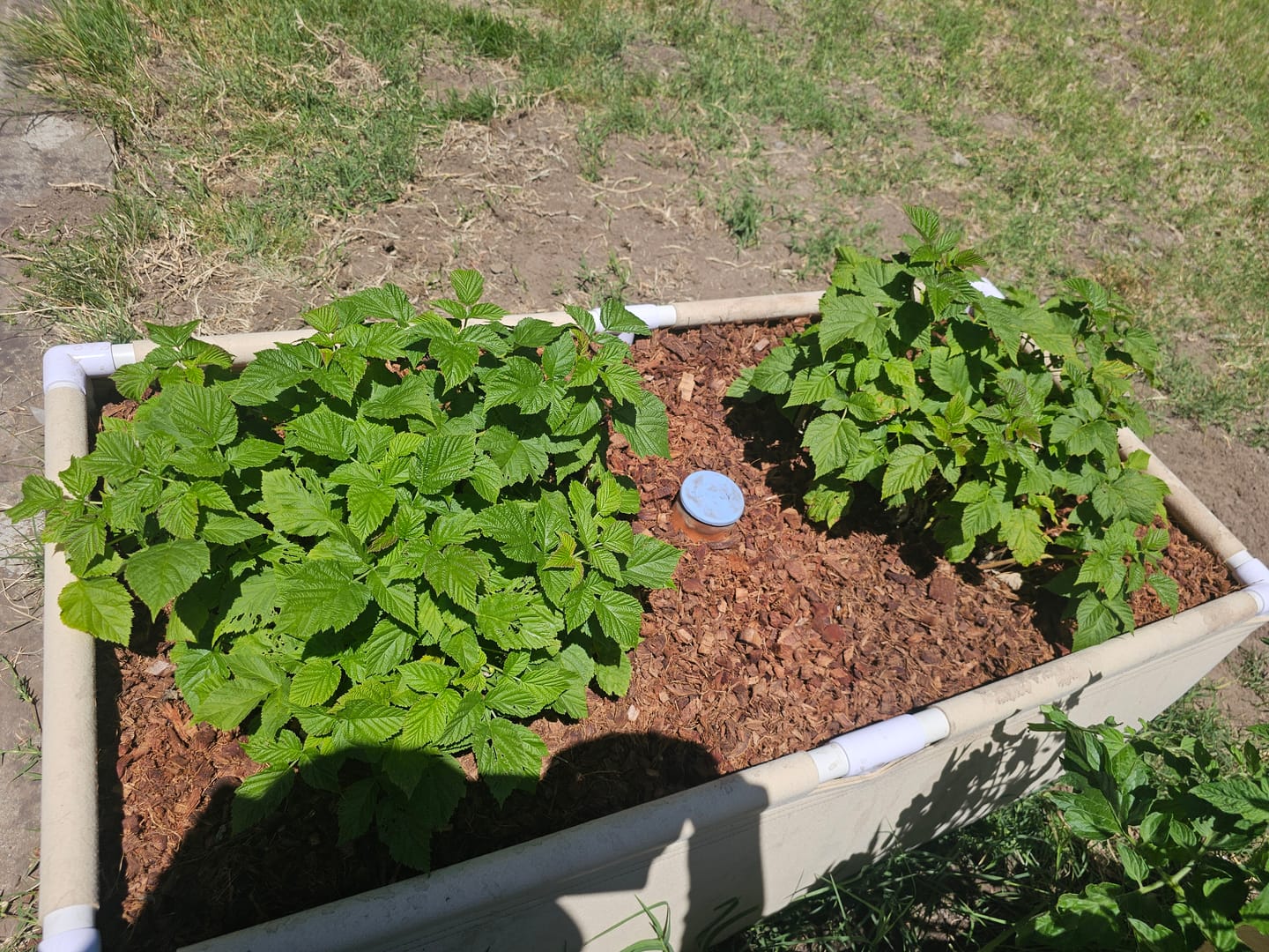 Customer photo review of Garden Olla Watering Pot