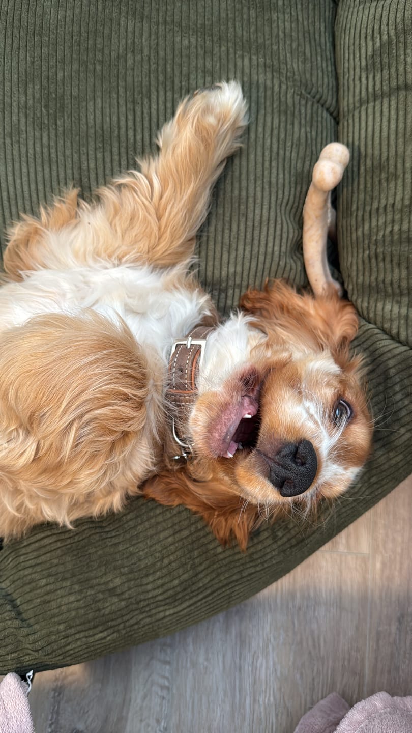 Customer photo review of Staey - Luna 3.0 Hundeseng, Moss Green Fløjl