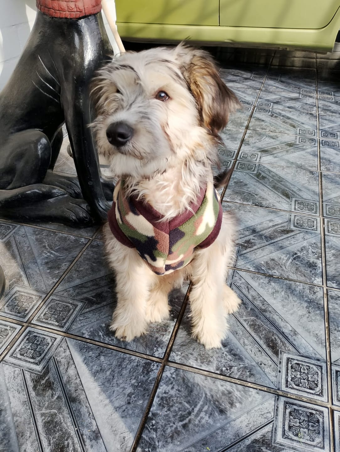 Customer photo review of PetFamily Foods Cachorros