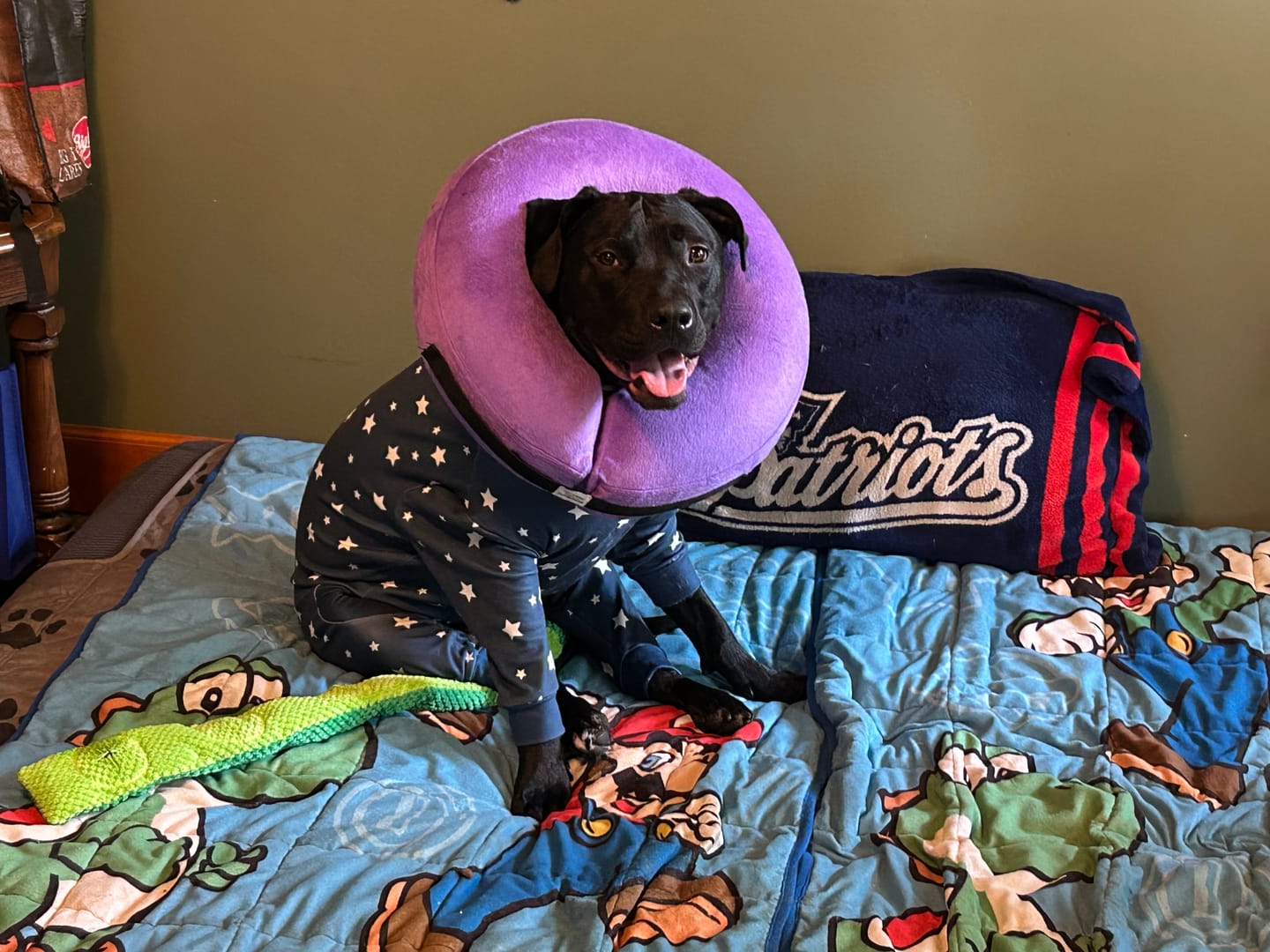 Customer photo review of Dog Pajama - Stars