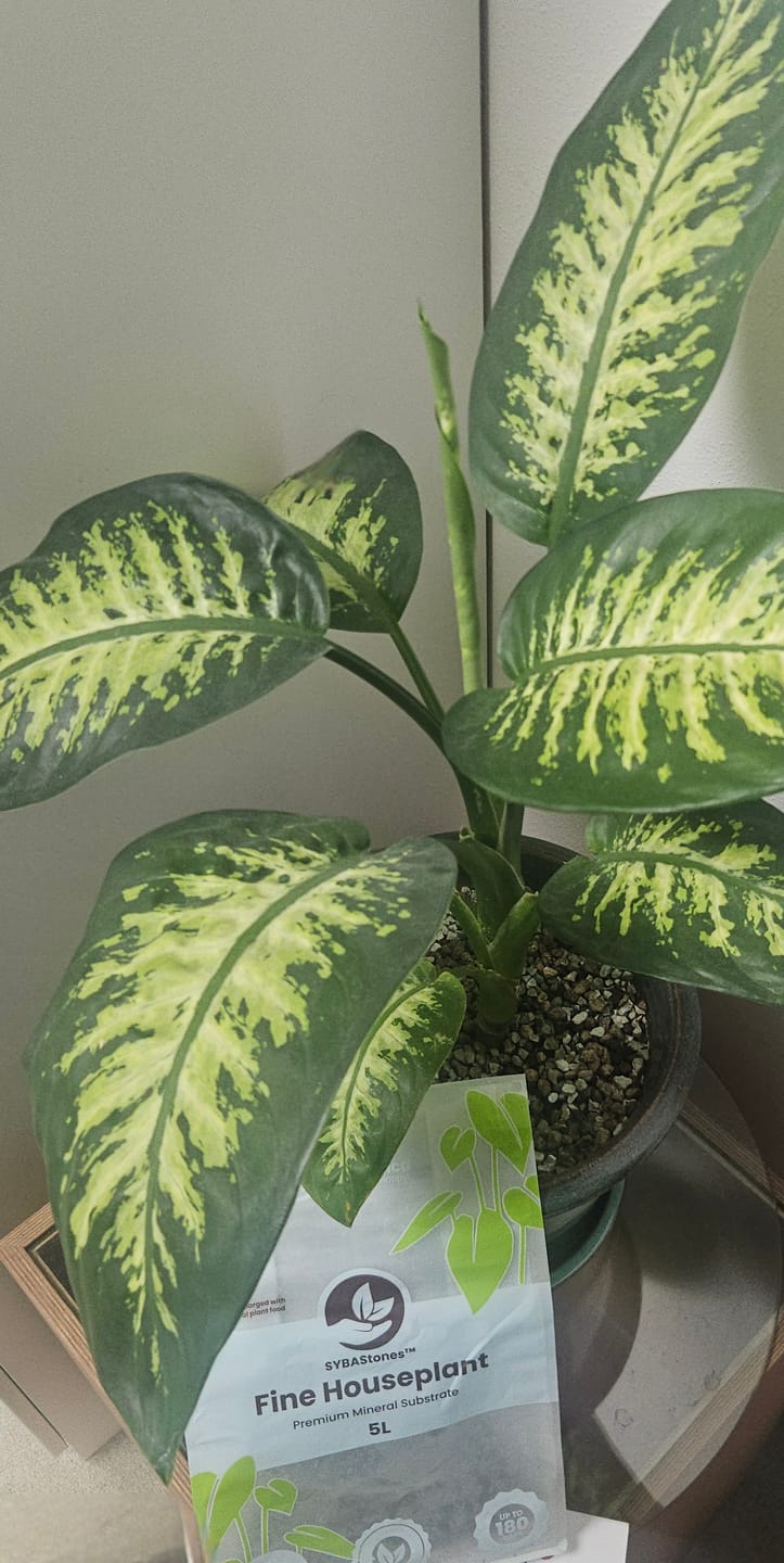 Customer photo review of Fine Houseplant Mineral Mix