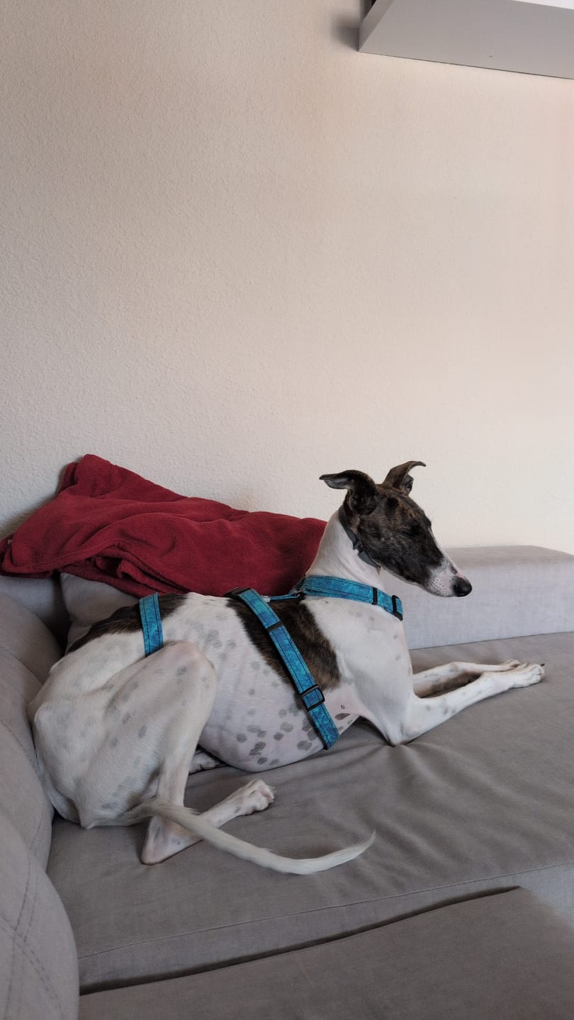 Customer photo review of Grain Free Puppy Salmon & Turkey