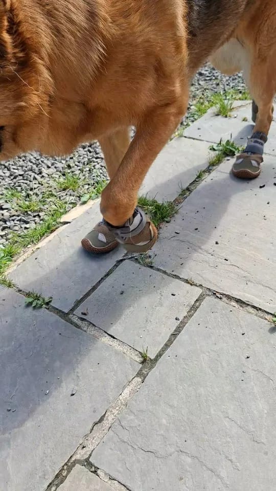 Customer photo review of TruePet Hundeschuhe Sommer | Pfotenschutz Heißer Asphalt | 4er Set | Atmungsaktiv & Reflektierend | Anti-Rutsch