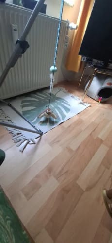 Customer photo review of Flapping Bird Cat Toy