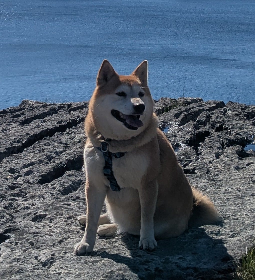 Customer photo review of 6 Inch Standard Bully Stick