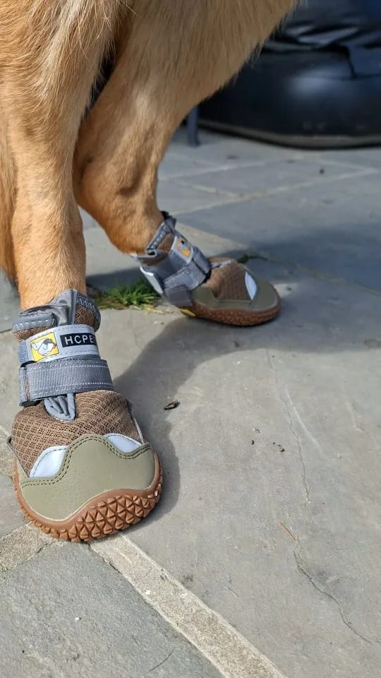 Customer photo review of TruePet Hundeschuhe Sommer | Pfotenschutz Heißer Asphalt | 4er Set | Atmungsaktiv & Reflektierend | Anti-Rutsch