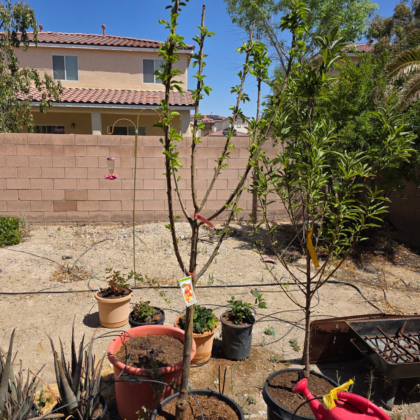 Customer photo review of Semi Dwarf Royal Rainier Cherry Tree