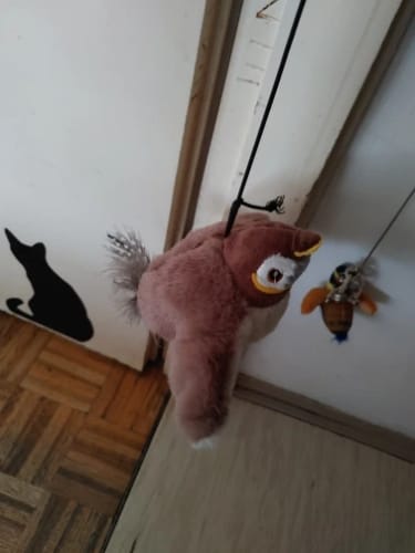 Customer photo review of Flapping Bird Cat Toy