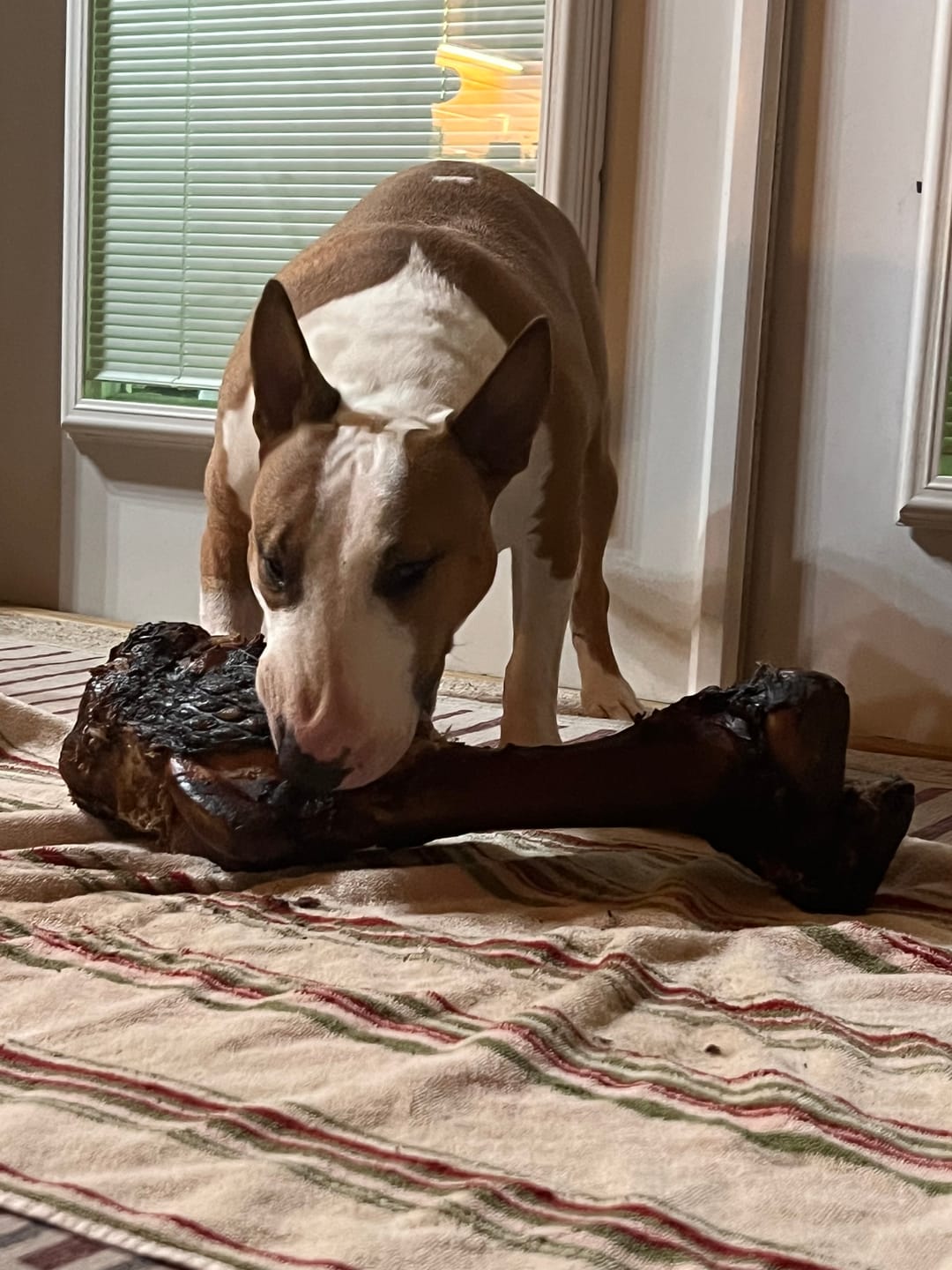 Customer photo review of Smoked Dinosaur Bones