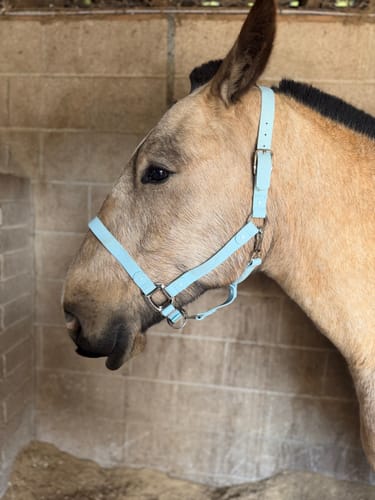 Customer photo review of Sky Blue Horse Halter - (7 Days)