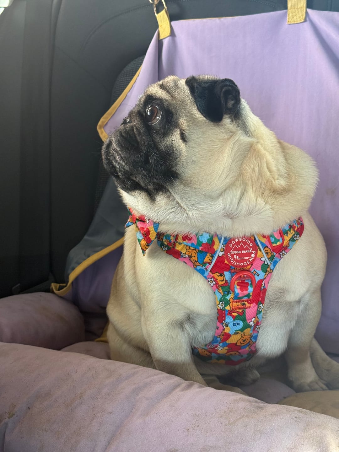 Customer photo review of Disney© Tough Trails™ Harness - Winnie Goes Retro
