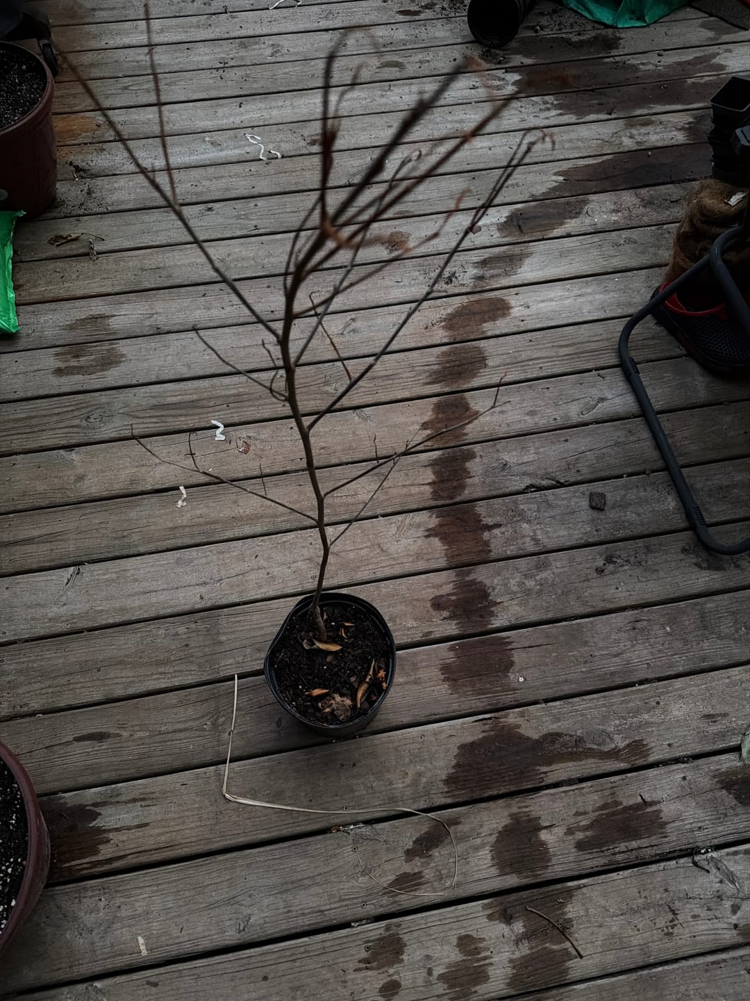 Customer photo review of Sugar Apple / Anon Plant Grafted 18+ Inches