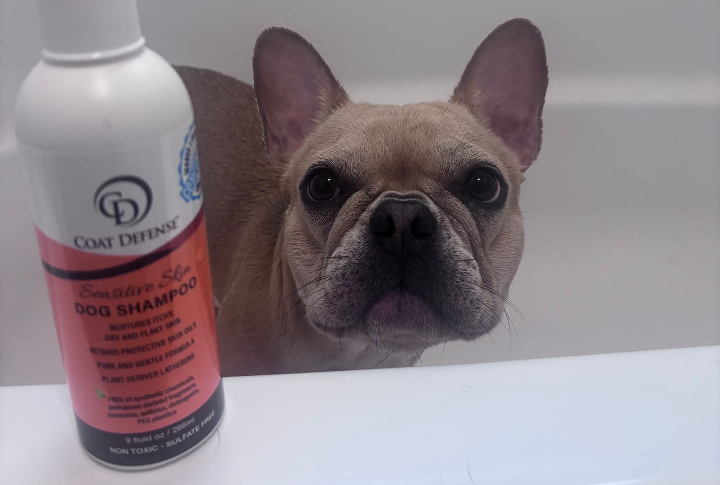 Customer photo review of Sensitive Skin Dog Shampoo - 8oz  Concentrated