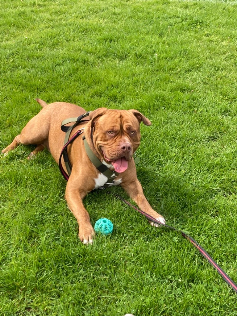 Customer photo review of Anti-Pull TRI-Harness® | Training Dog Harness for All Breeds - Khaki