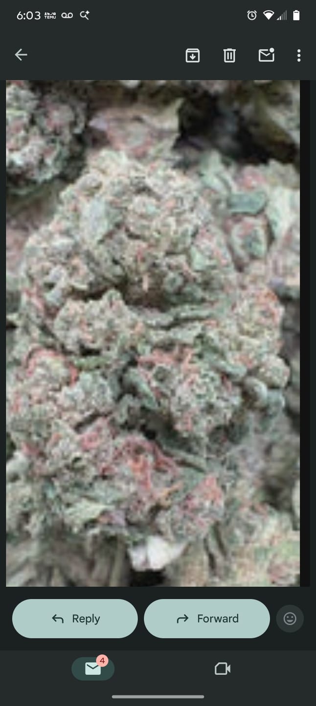 Customer photo review of Grape Soda - Bulk - Sativa