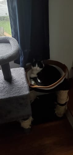 Customer photo review of Instinct Basket | Meet the first research-backed natural territory for indoor cats