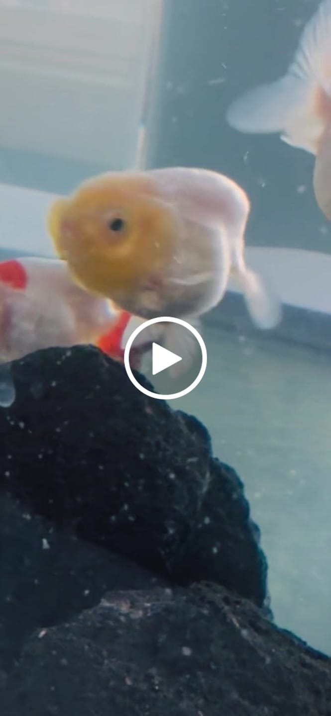 Customer video review of Live Premium Fancy Goldfish Thai Lionchu Red & White Our Choice (Our Choice)
