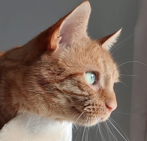 Customer photo review of 3 Month Supply - 1 Cat