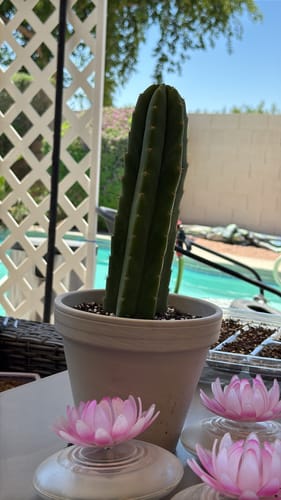 Customer photo review of San Pedro Cactus | Trichocereus (Echinopsis) Pachanoi