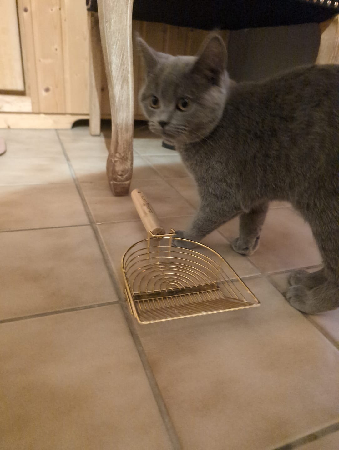 Customer photo review of Katzenklo Schaufel
