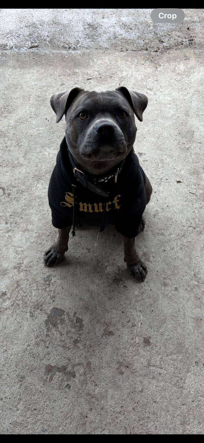 Customer photo review of Gangsta Yapper Dog Hoodie - Personalised