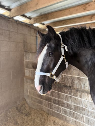 Customer photo review of iCavalos - Horse halter (7 Days)