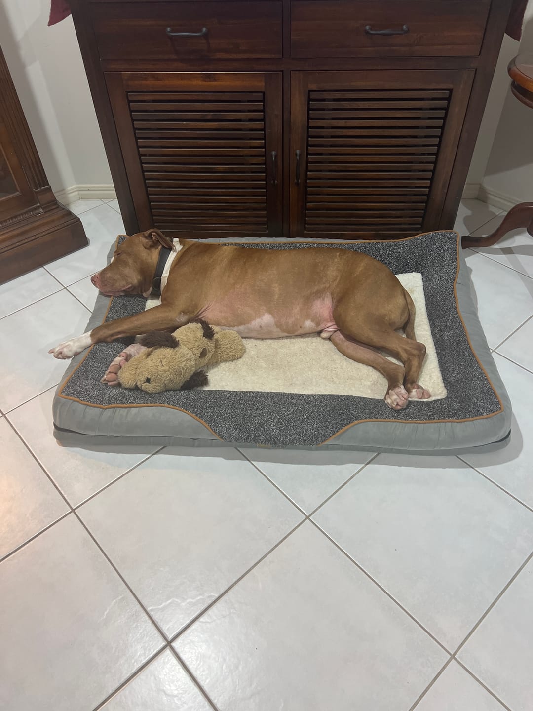 Customer photo review of Pets Gear Orthopedic Dog Bed