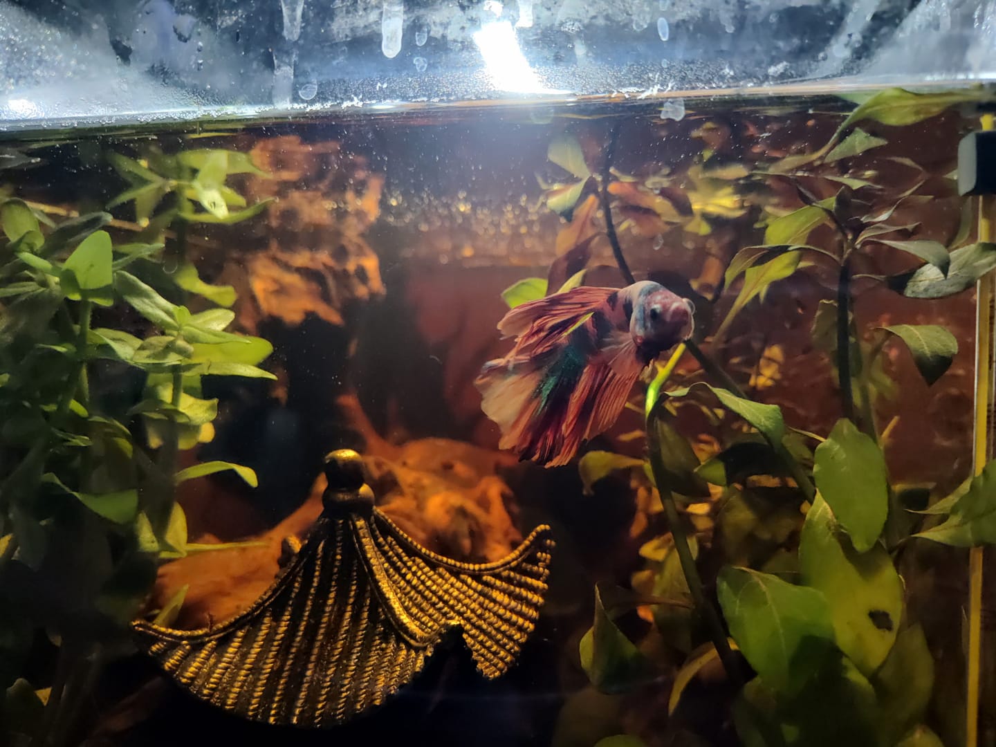 Customer photo review of Mix Galaxy Halfmoon Male Betta Fish High Grade | Buy 4 Get 1 Free | Mystery Betta