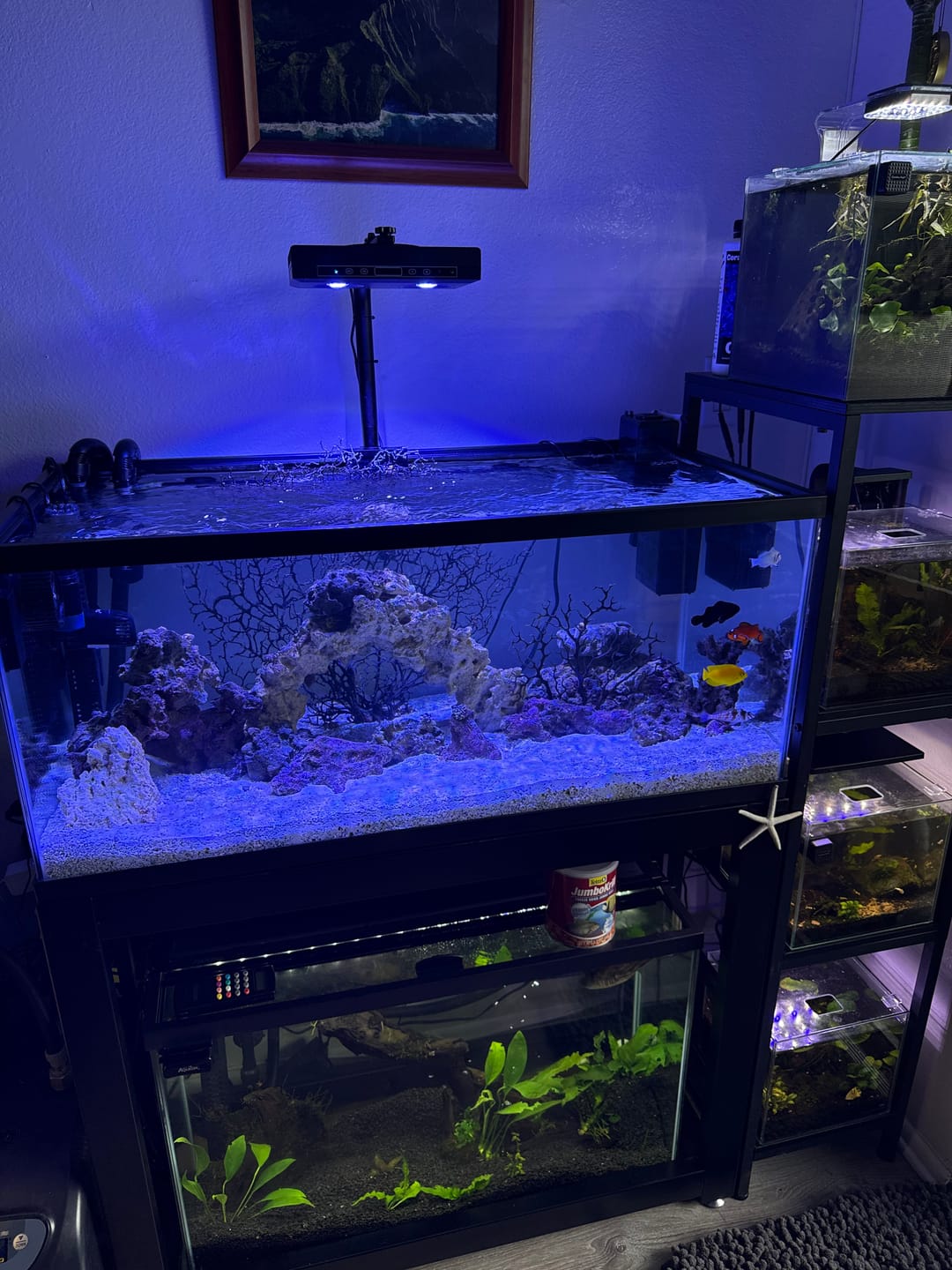 Customer photo review of Coral Essentials CVE+