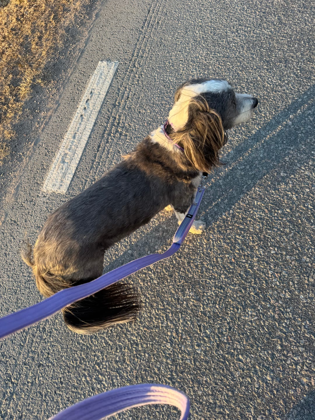 Customer photo review of Guard Leash Safe Baby Purple - Väktarkoppel med handtag & reflex
