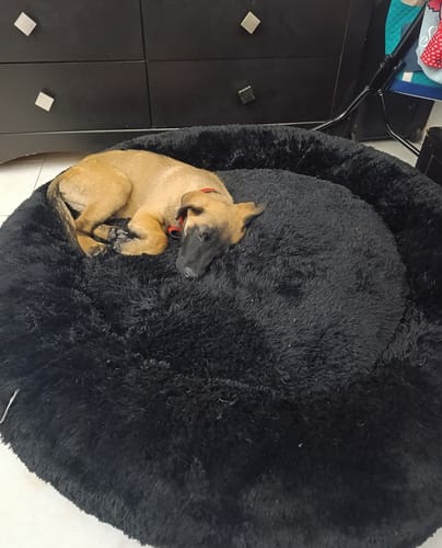 El cachorro de un cliente duerme en la suave Cama Antiestrés para Perros de color negro.