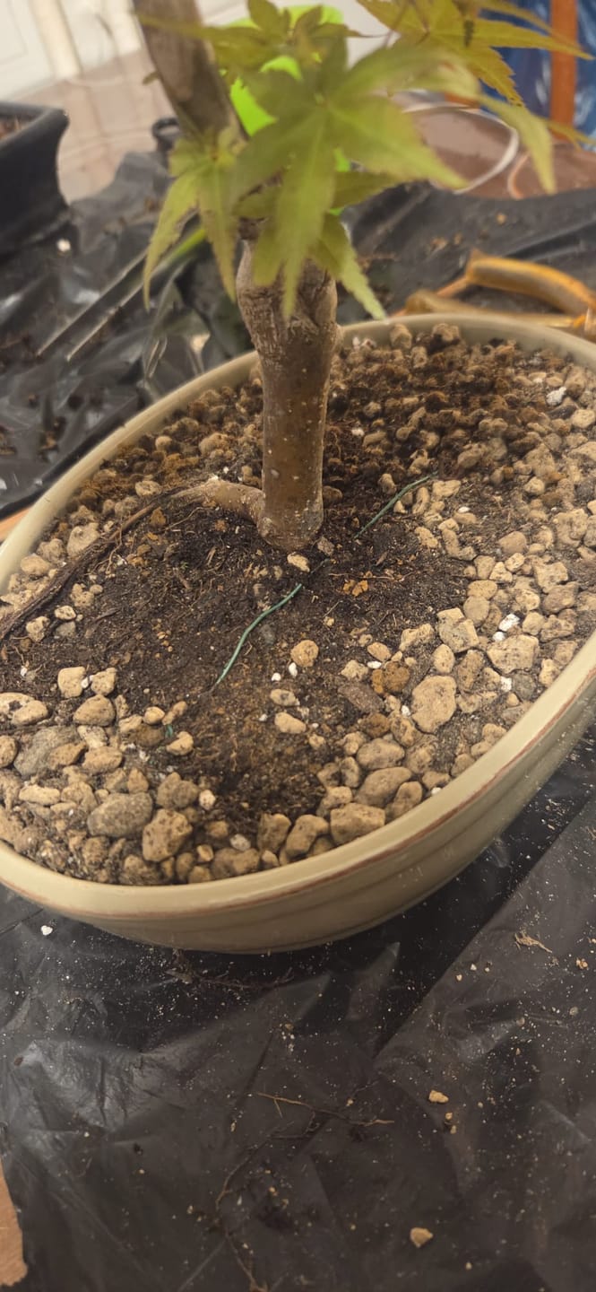 Customer photo review of SUPREMACY CB® TERRICCIO SUBSTRATO PER BONSAI LATIFOGLIE PREMIUM