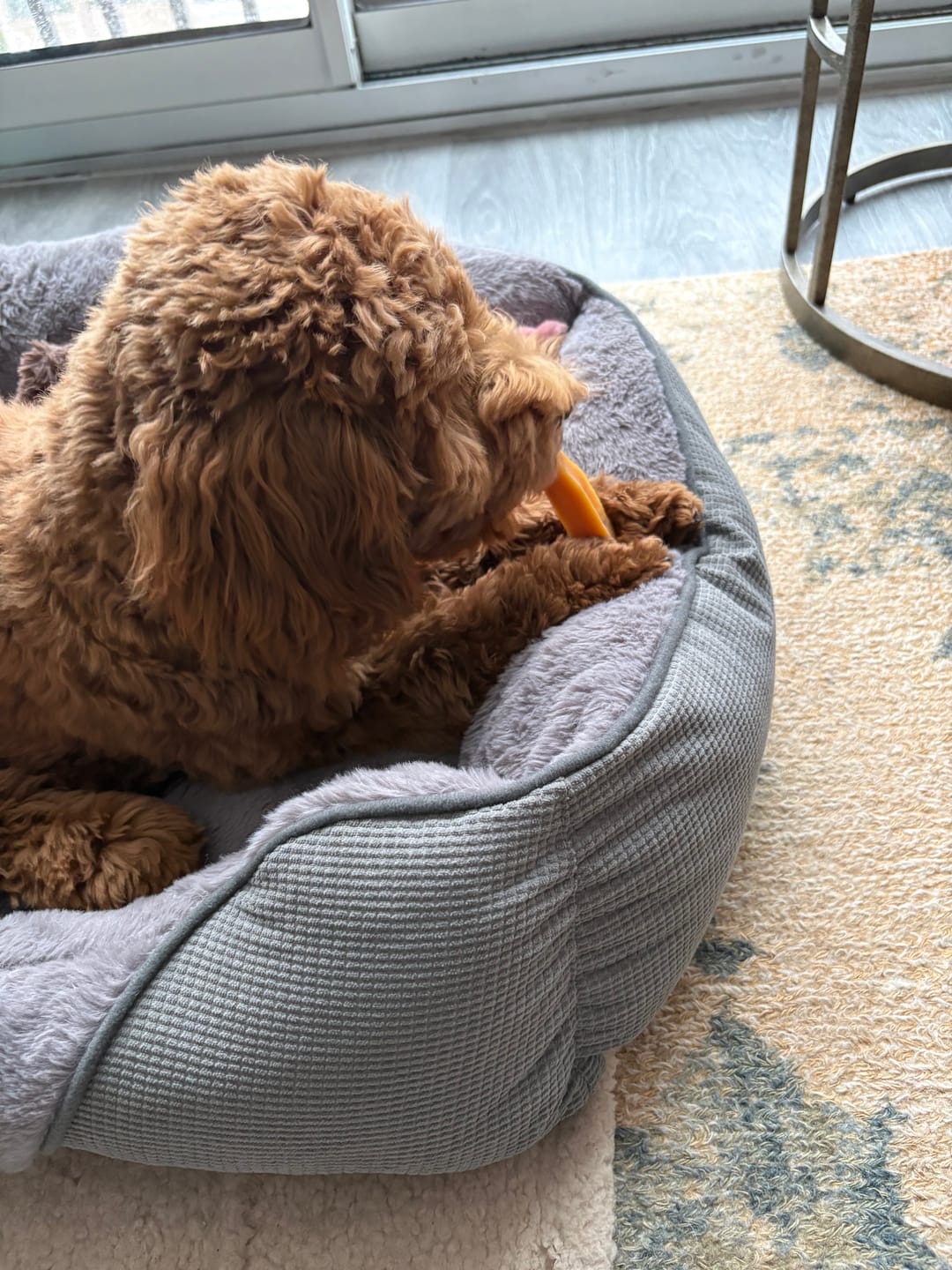 Customer photo review of Long-Lasting Yak Chews — 4 Flavor Pack