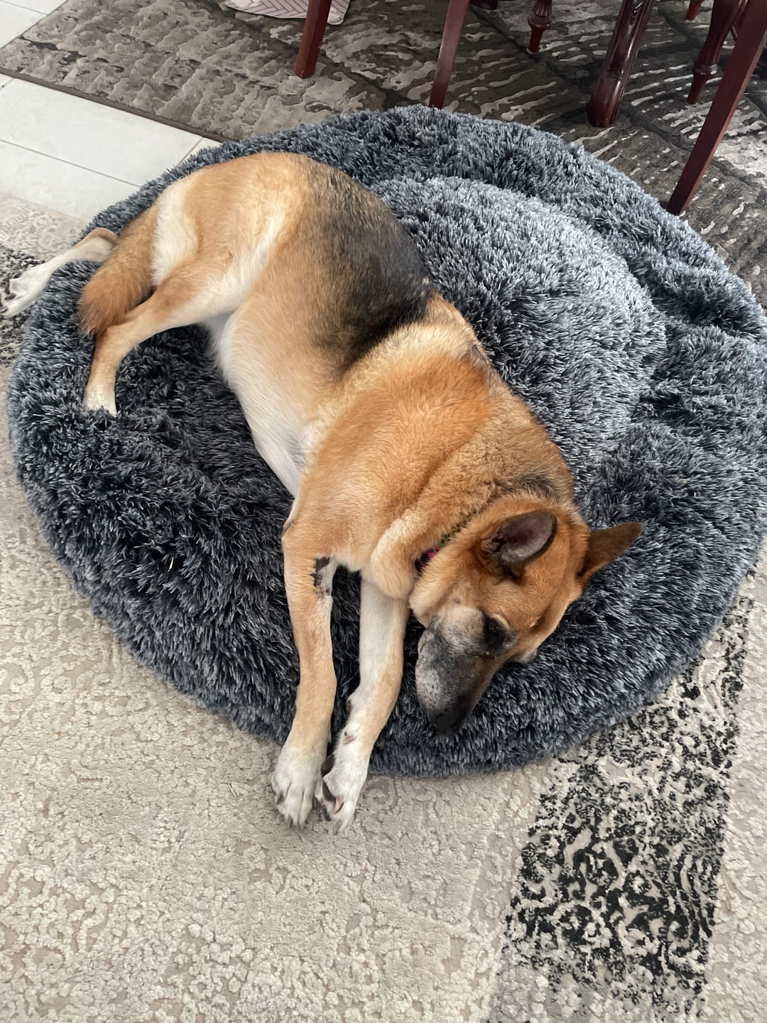 Customer photo review of Calming Pet Bed with Removable Cover