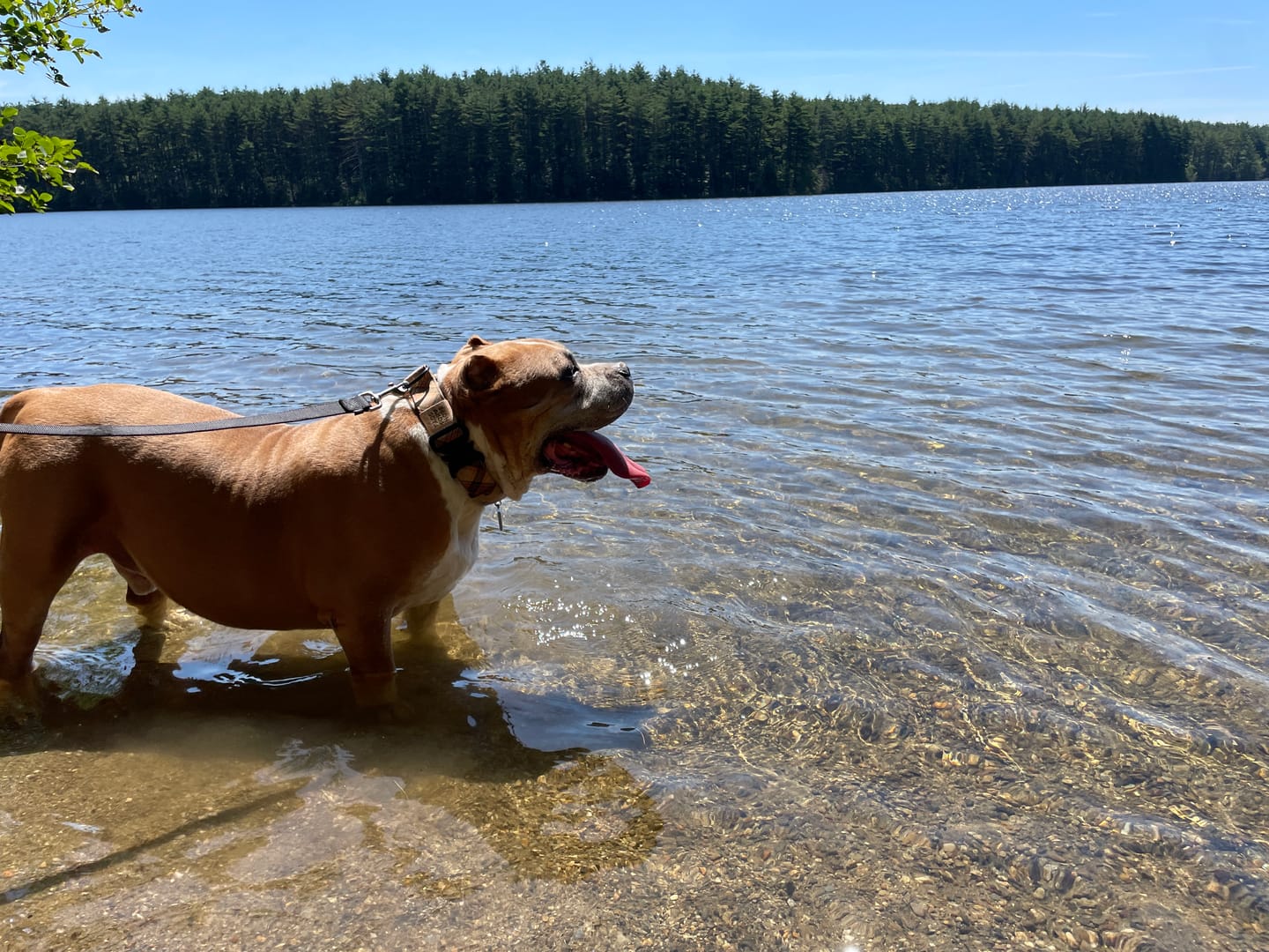 Customer photo review of Wild Alaskan Salmon Oil for Dogs | Omega 3, 6 & 9 | Petsmont Omega Love+