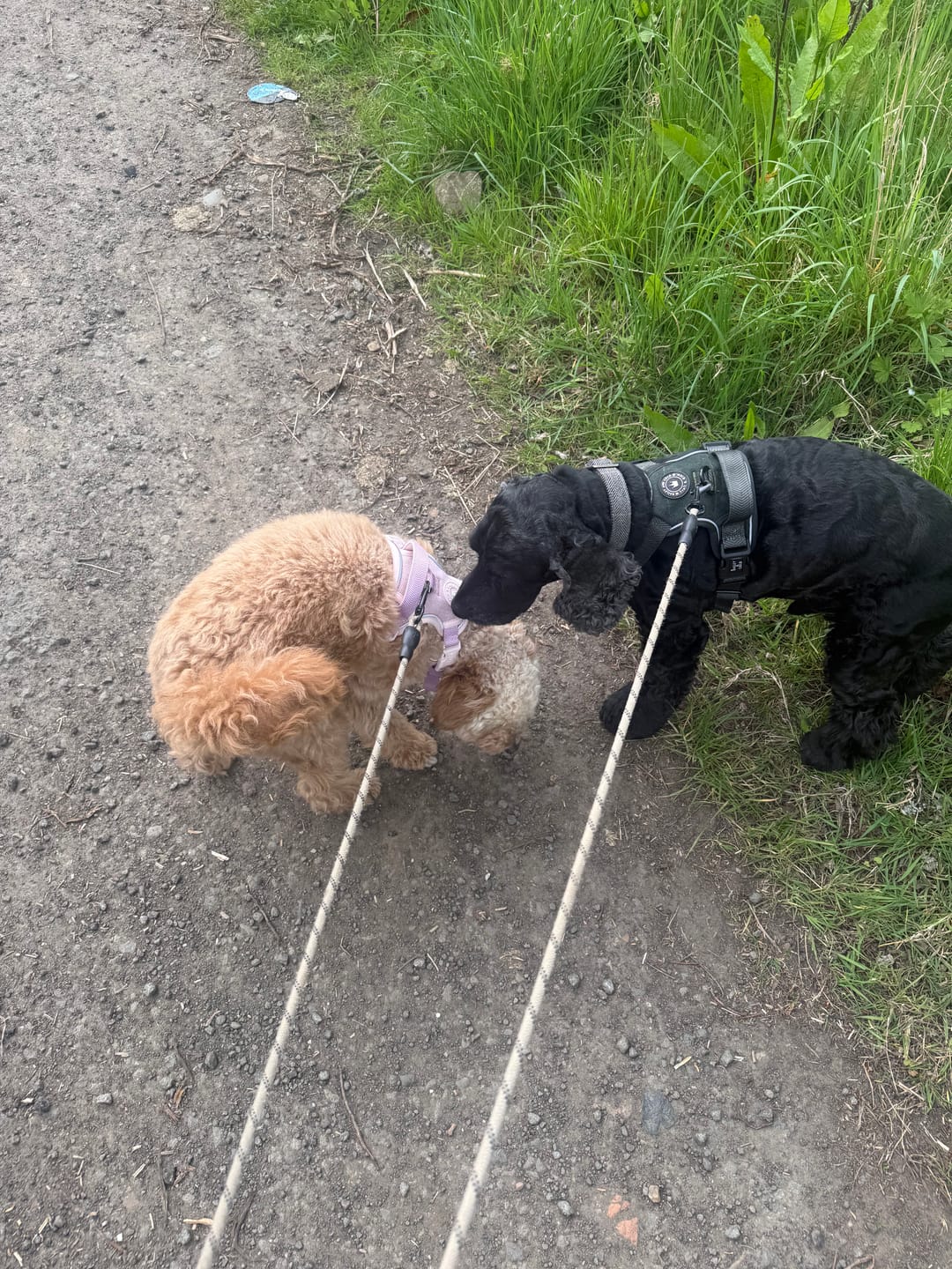 Customer photo review of Trail & Glow Tweed Dog Harness - Forest Tweed