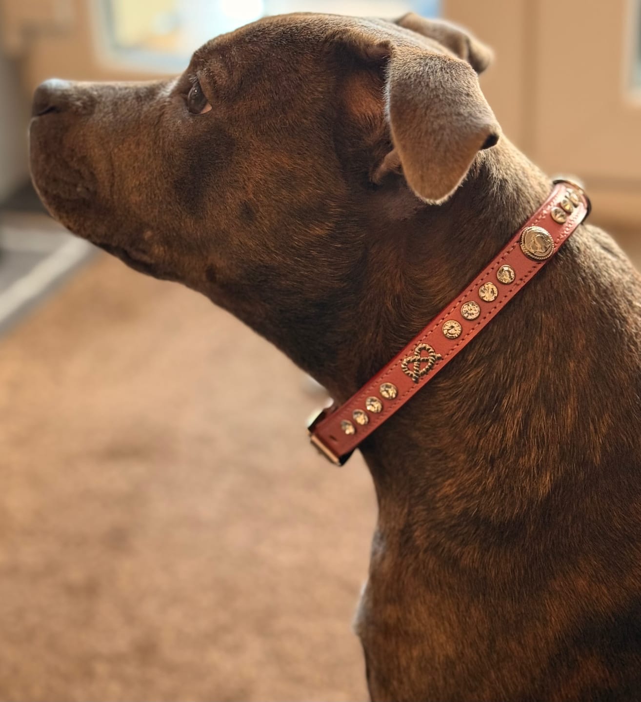Customer photo review of Staffordshire Bull Terrier 1935® Show Collar & Leash Set - Diamond - Baby Pink & Silver