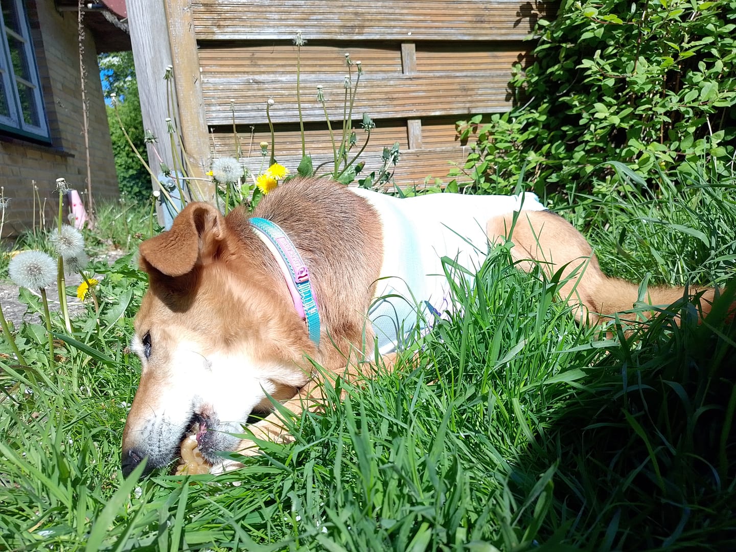 Customer photo review of Cushioned Martingale Collars