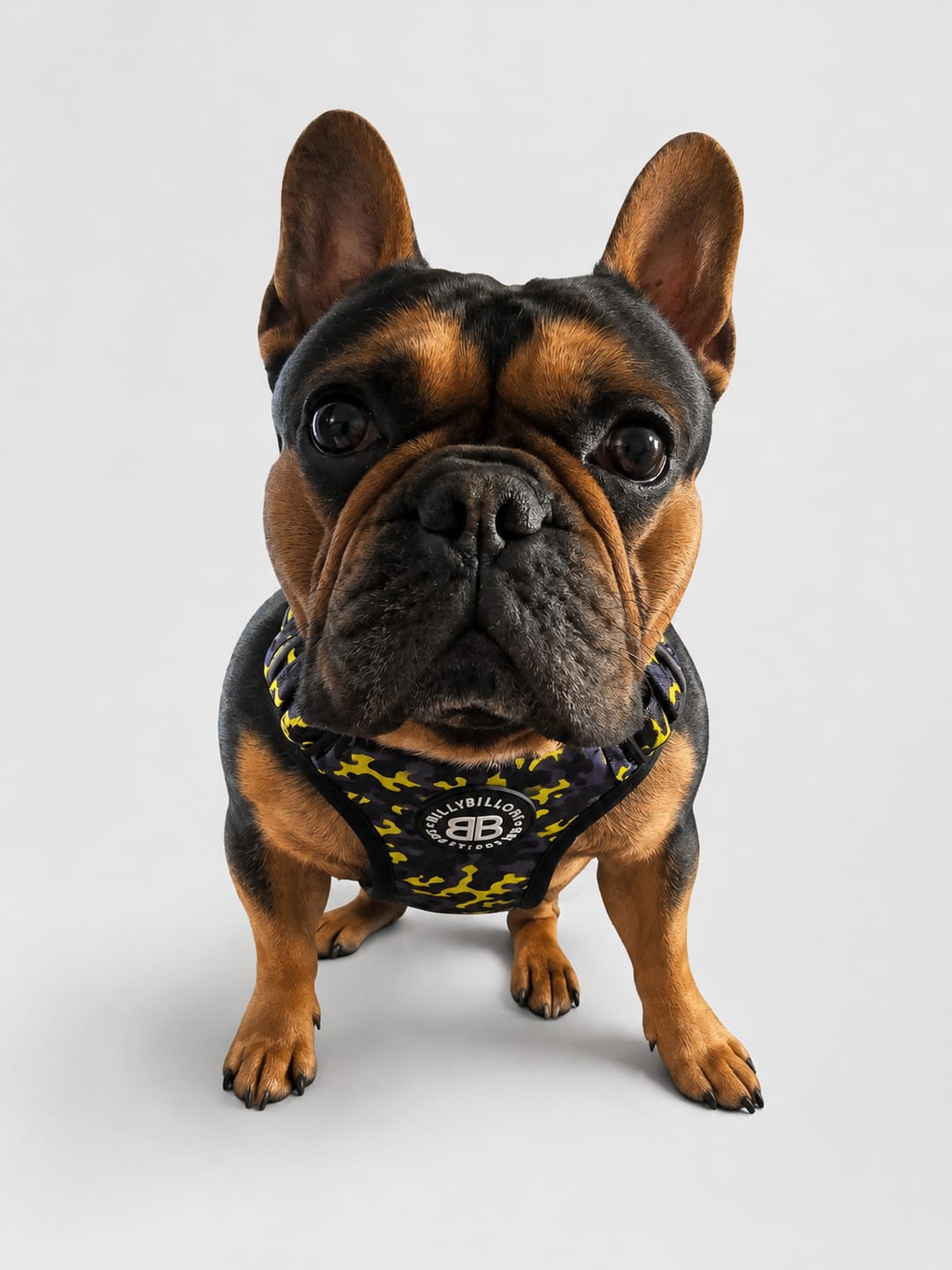 Customer photo review of Comfort Premium Harness | Non Restrictive - Lightning