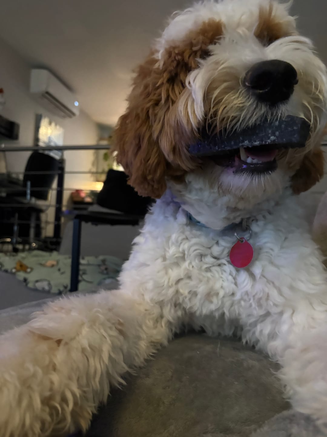 Customer photo review of Himalayan Yak Chew Flavor Pack