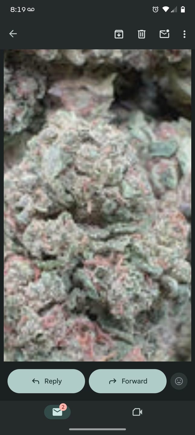 Customer photo review of Ice Runtz - 4 Grams - Indica