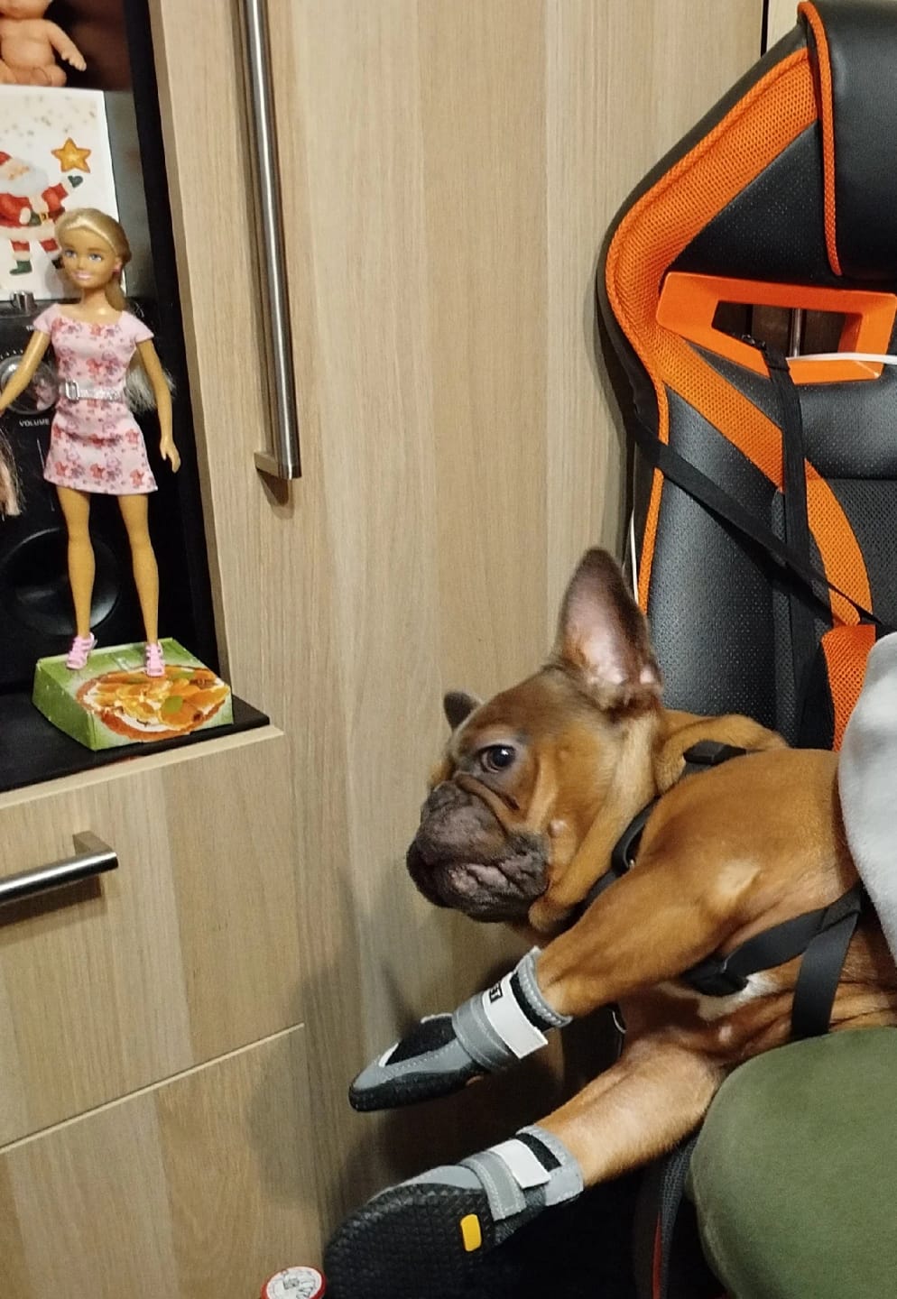 Customer photo review of TruePet Hundeschuhe Sommer | Pfotenschutz Heißer Asphalt | 4er Set | Atmungsaktiv & Reflektierend | Anti-Rutsch