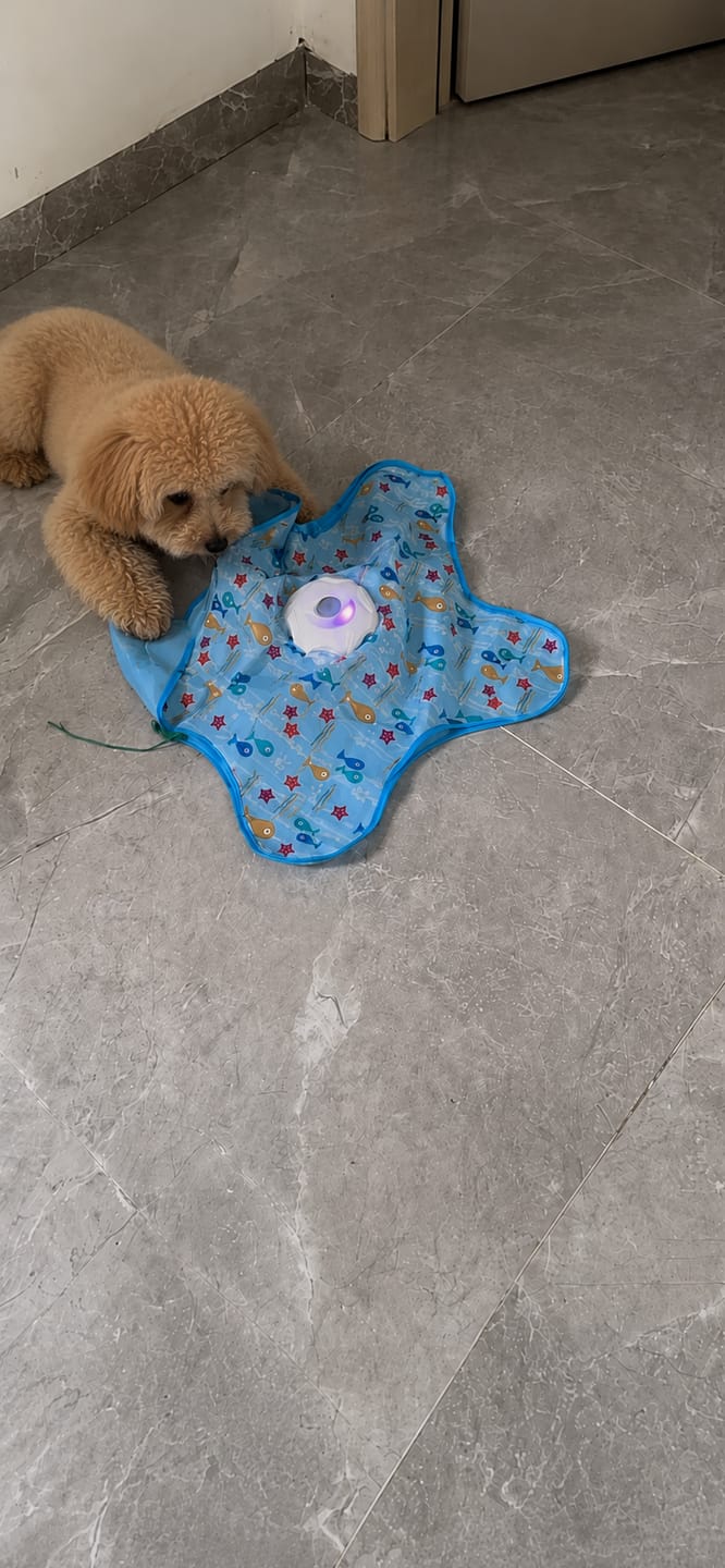 Customer photo review of Teasing UFO