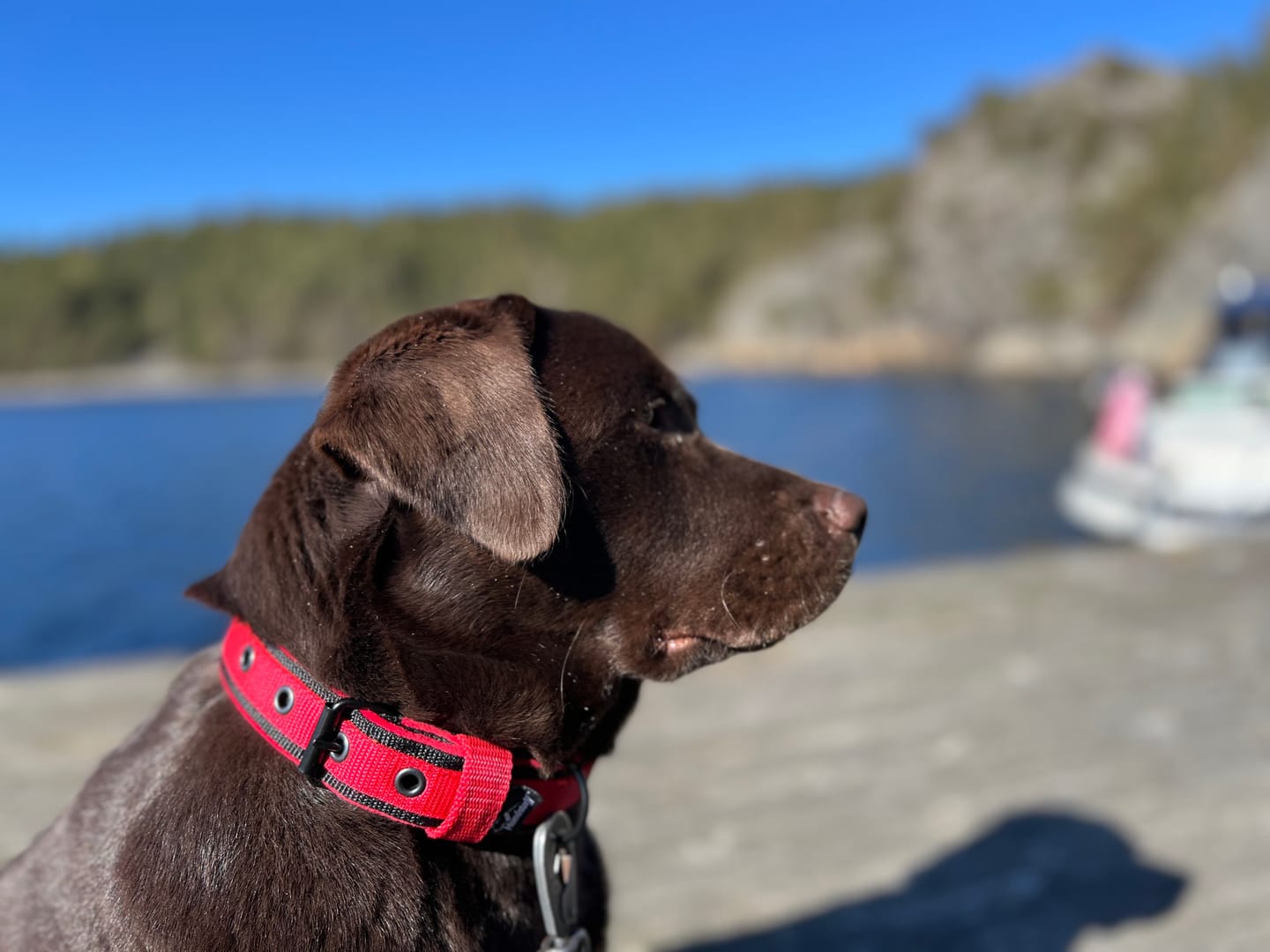 Customer photo review of Active Komfort Black Edition Rött - Brett slitstarkt halsband med spänne