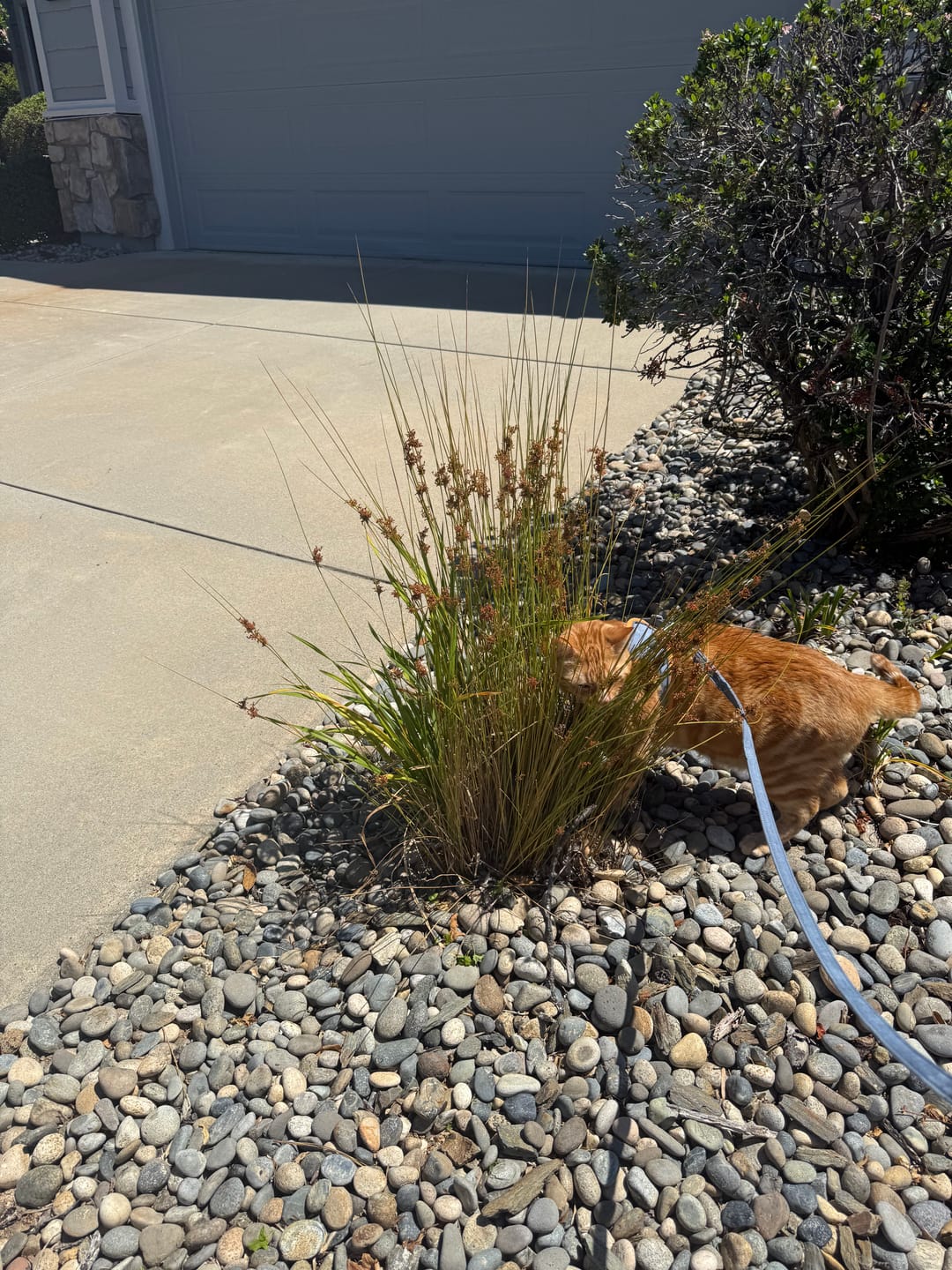 Customer photo review of Escape-Proof Cat Harness + Leash