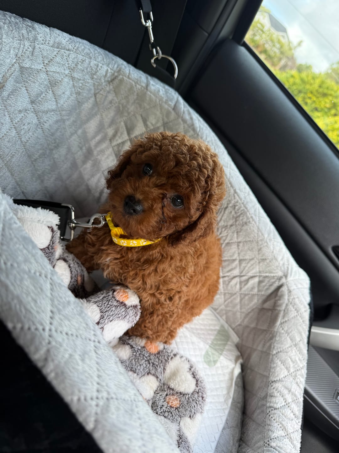 Customer photo review of Dog Car Booster Seat