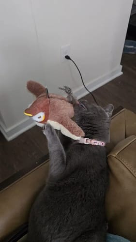 Customer photo review of Flapping Bird Cat Toy