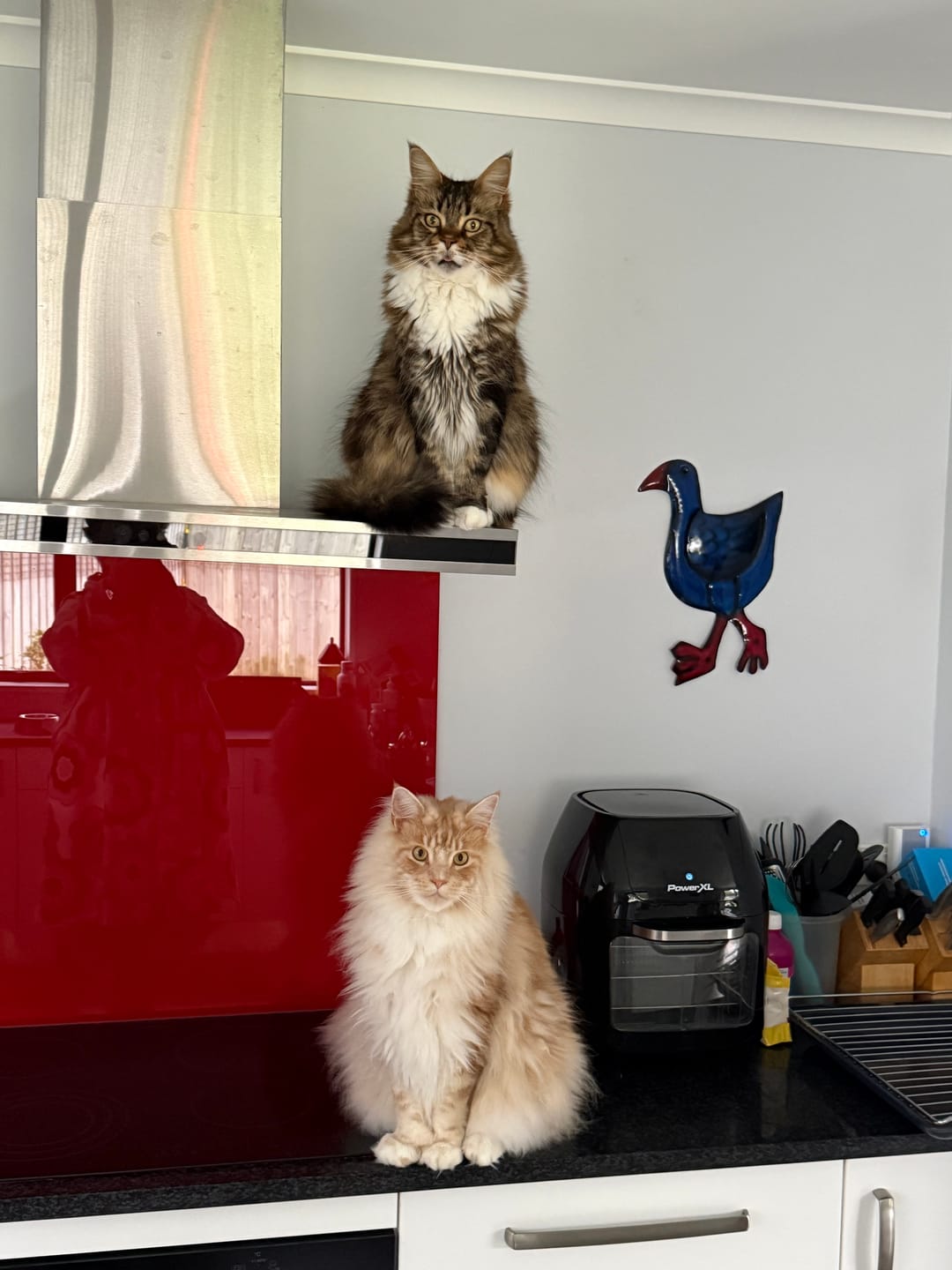 Customer photo review of Revolution for Cats